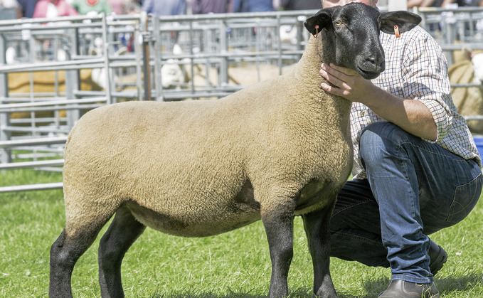 Inter-breed sheep and non-MV Suffolk champion, a gimmer from Alistair Warden, Hawick.