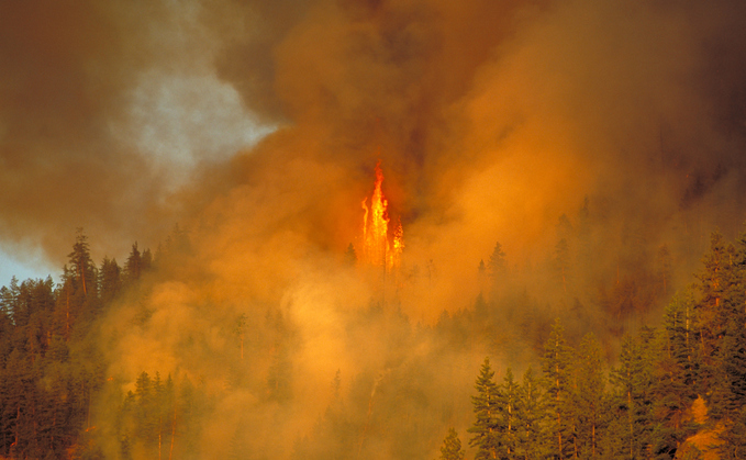 Global CO2 emissions from wildfires have soared in 2023 |  Credit: iStock