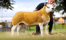 Solway and Tyne Texel sale tops at 80,000gns for Harestone flock