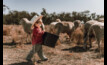  "Little helper" photo captured by Belinda Dimarzio-Bryan wins Ag Day photo competition. Photo courtesy of National Farmers' Federation, taken by Belinda Dimarzio-Bryan.  