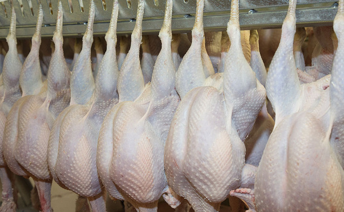 Government urged to re-allocate unused seasonal poultry worker visas  