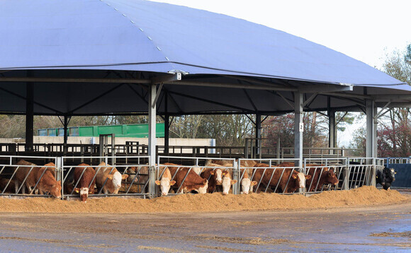 Early maturity maize key to profitable net zero beef at Leicestershire farm