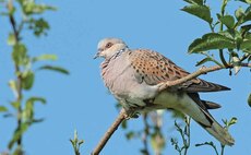  to receive funding for turtle dove conservation