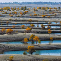 CHINA-XINJIANG-HOTAN-POPULUS EUPHRATICA-SCENERY (CN)