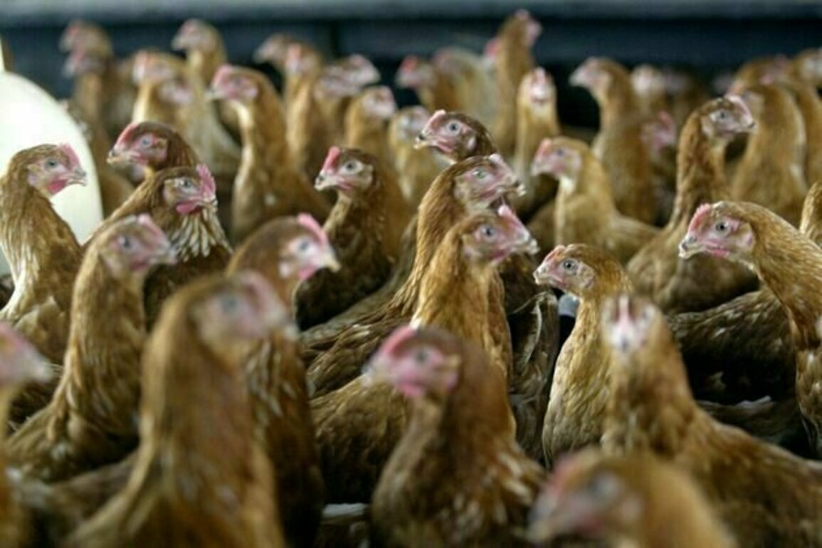 High soybean prices in Zambia and Malawi may make chicken costly too: lack of competition is to blame
