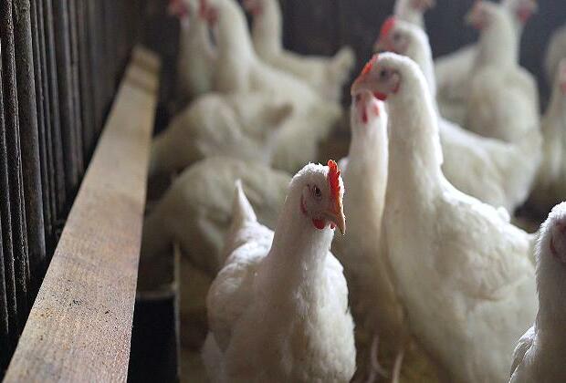 US commits $500 million to prepare for next bird flu outbreak