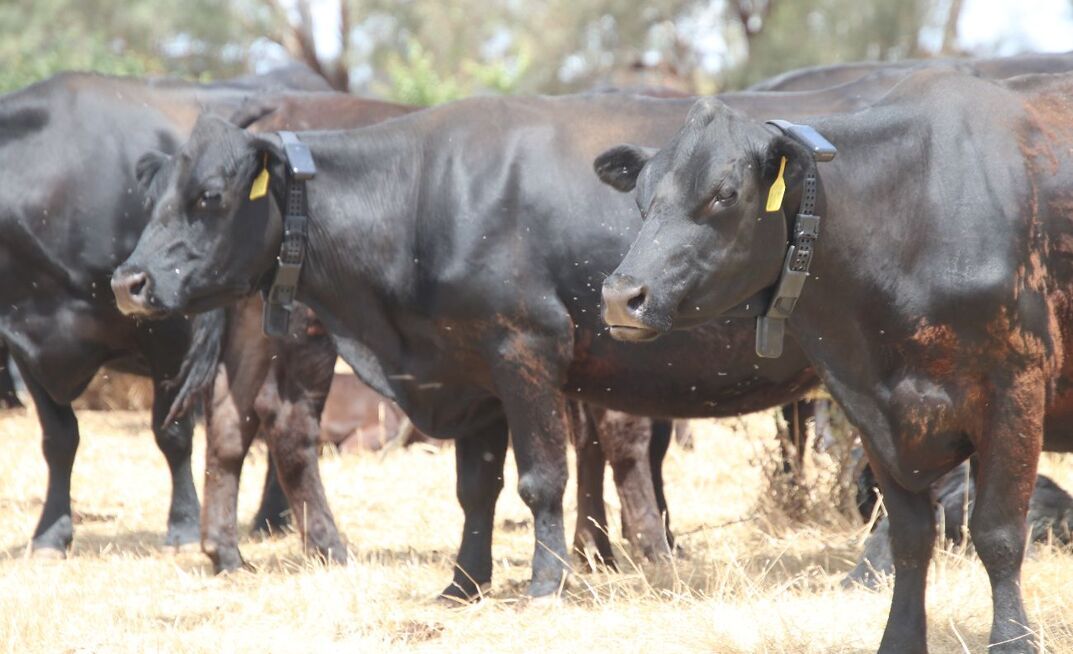 Geoff and Bronwyn Cook have seen improvements in their pasture and livestock management through the use of virtual fencing technology.