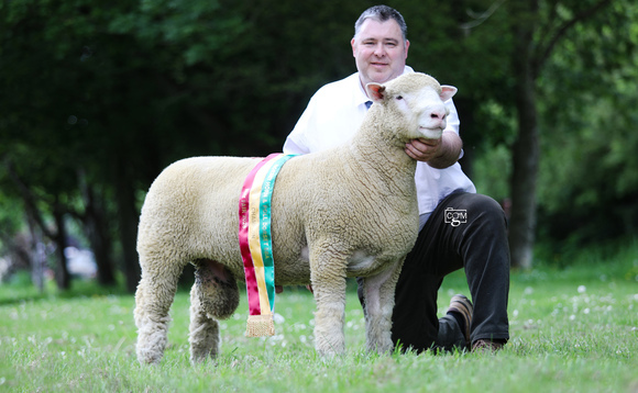 Sales round-up: Dorsets hit 6,000gns, Limousins to 14,000gns at Ballymena, breeding sheep records