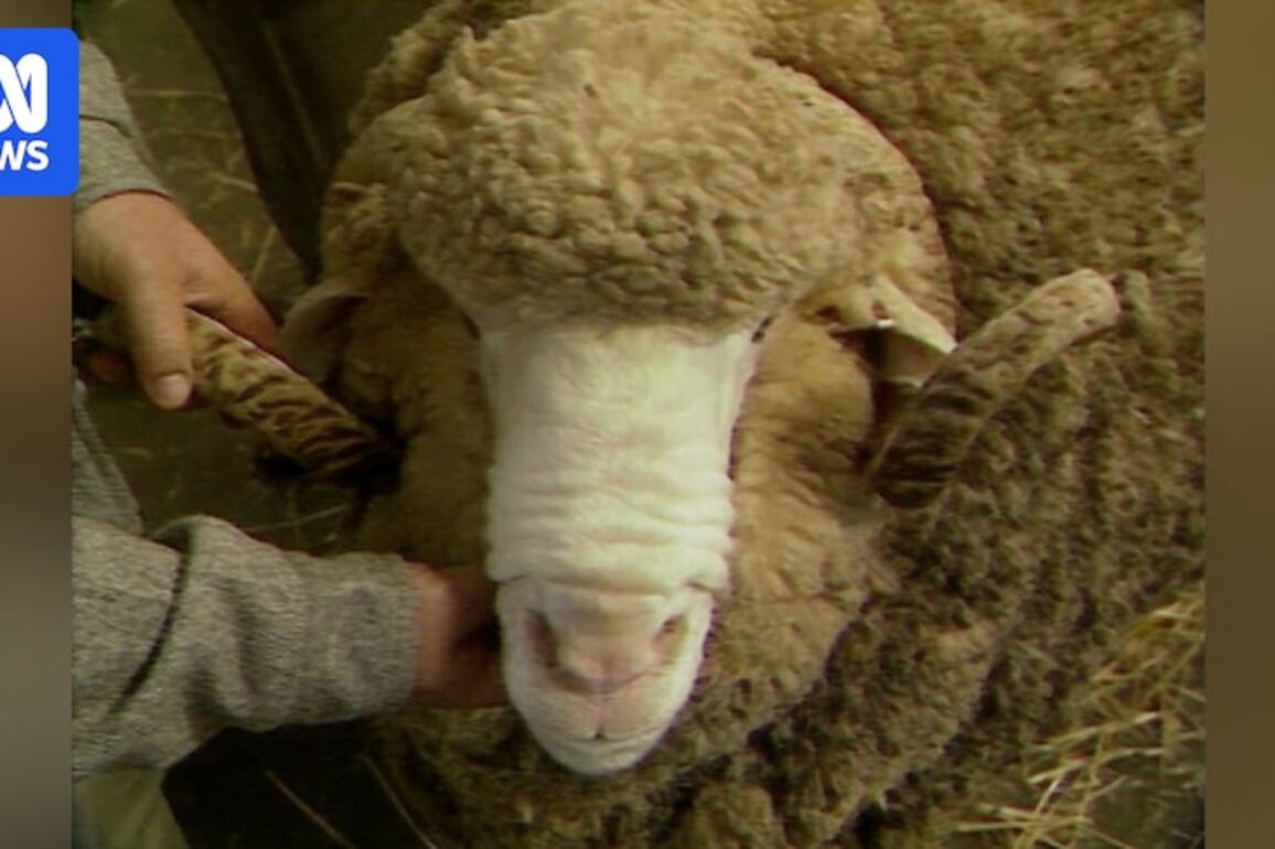 Country Hour veteran reflects on $450,000 ram and decline of wool industry
