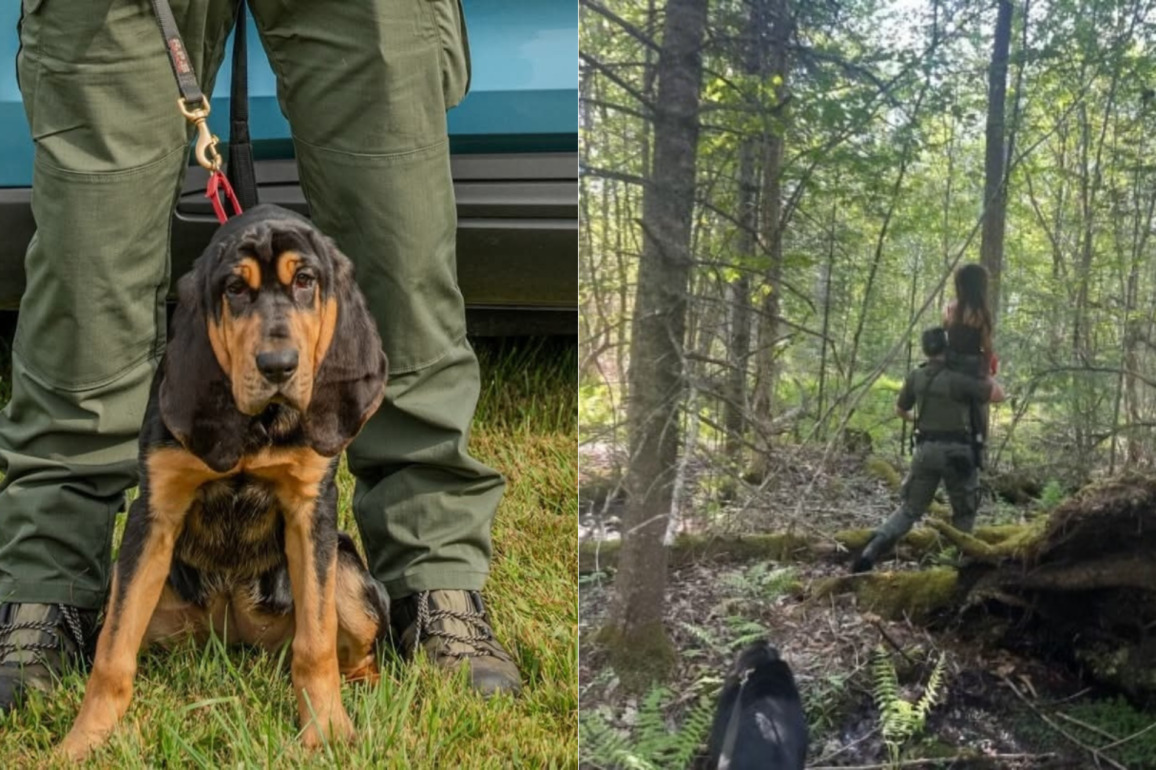 'Great job, Millie!'- Bloodhound tracks down missing 5-year-old girl in Maine swamp