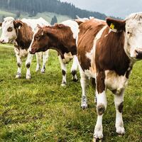 Robbers break into slaughterhouses to steal cow body part that's twice as valuable as gold