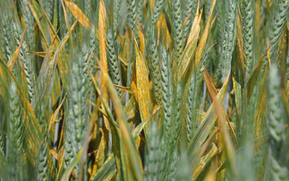 AHDB reveals major yellow rust resistance gene has been overcome