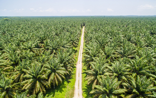 How collaboration is shaping the future of palm oil