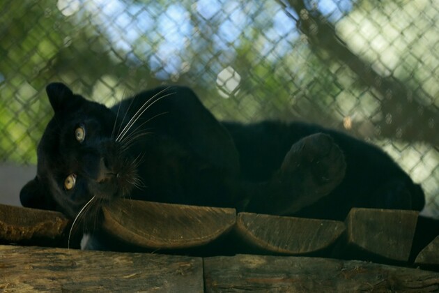 'Ghost of the forest' black panther makes public appearance at the Central Zoo in Nepal