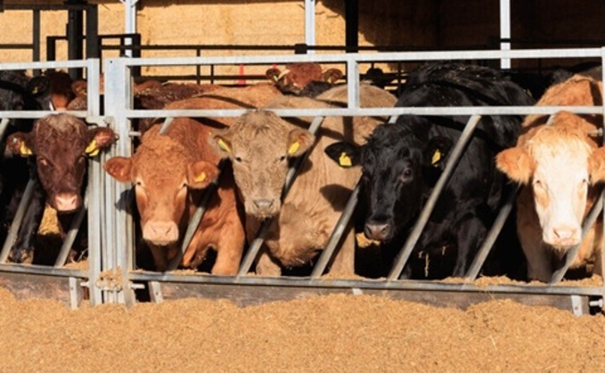 Cattle at Shoby Priory Agriculture are fed a home-grown ration