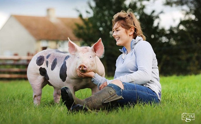 Pietrain pigs create opportunity for business expansion