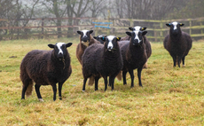 Sheep special: Celebrations for Balwen Sheep Society
