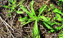 Spring brings the fleabane with it