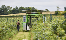 Producer launches 2026 blueberry season with biggest crop yet