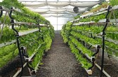 Hydroponic Smart Farming - A Controlled Environment Agriculture Revolution in India
