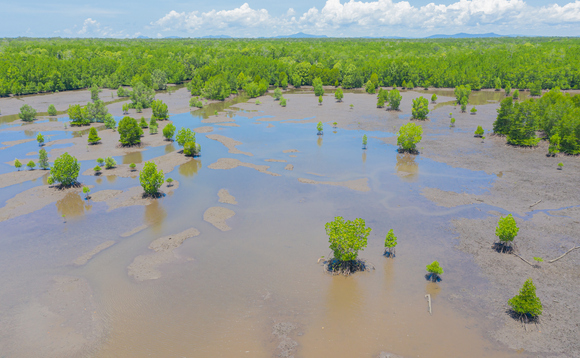 Mangrove forest | Credit: iStock Mangrove forest | Credit: iStock