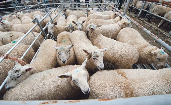 Strong lamb trade brings heady prices