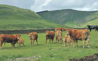 Calving preparation: Why the finer details of condition scoring, minerals and feeding matter