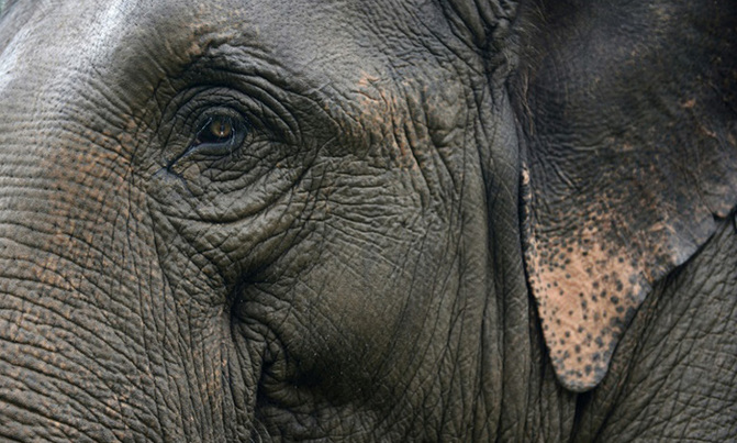 Asia's wild-captured worker elephants die young Asia's wild-captured worker elephants die young