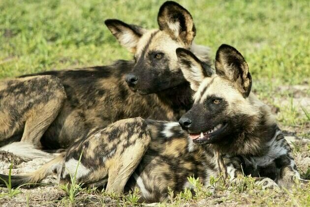 African wild dogs: DNA tests of their faeces reveal surprises about what they eat