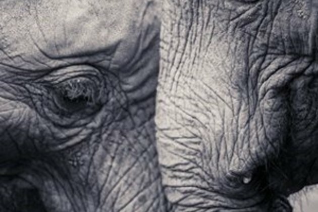 Drought-hit Zimbabwe to transfer thousands of animals