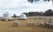 Training improves performance in sheep feedlots
