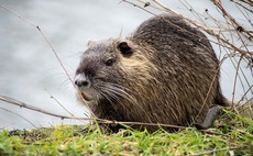 Beaver numbers double in Scotland