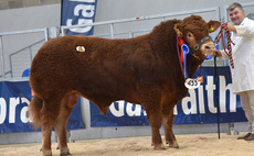 STIRLING BULL SALES: Allanfauld USA leads Limousins at 12,000gns  