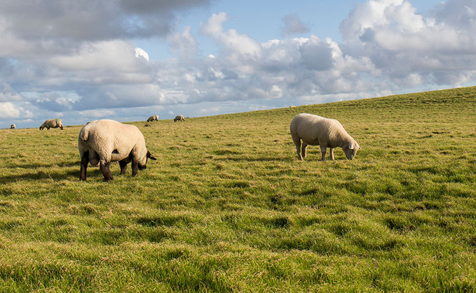 Police appeal after eighteen sheep 'deliberately' run over and killed