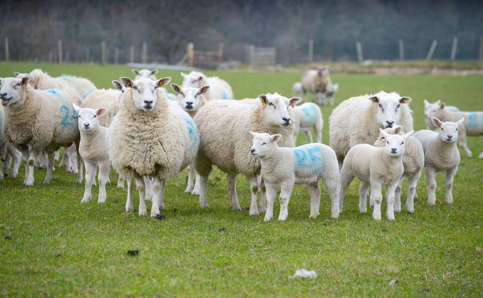 Dyfed-Powys said 35 sheep had been stolen from a farm in Wales