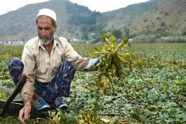 J-K: Wular Lake wears festive look with extraction of water chestnuts in full swing