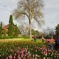 CANADA-OTTAWA-TULIP-FESTIVAL