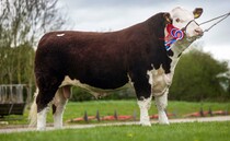 Hereford bulls top at 8,000gns at Shrewsbury