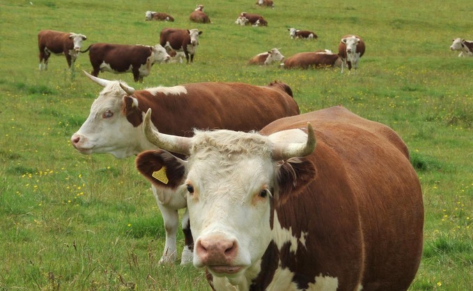 An Australian farmer has launched a legal challenge over Defra's decision to treat Traditional Herefords as a sub-population of the wider Hereford breed