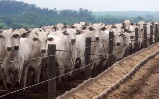 South American beef supply expected to contract