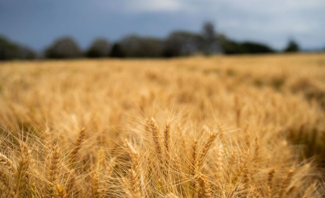 Grains Australia and AEGIC are set to be integrated.