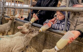 Farms prioritise hygiene ahead of Easter lambing events