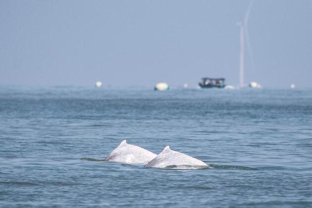 HainanOutlook | A group of 30 to 50 Chinese white dolphins spotted in S China's Hainan