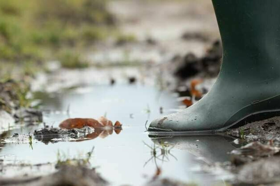 The Queensland melioidosis outbreak is still growing. What's keeping this deadly mud bug active?