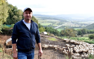 Keeping the wolves at bay with Maremmano guard dogs on Italian sheep farm