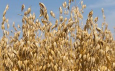 Exploiting new markets as oat demand soars