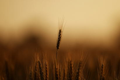 What's Hot: Wheat's war premium returns