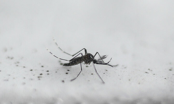 Mutant mosquitoes to breed out diseases Mutant mosquitoes to breed out diseases