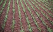 Dry seeding on the agenda for east coast growers
