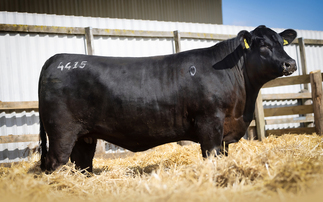 Rawburn Karama sets European record